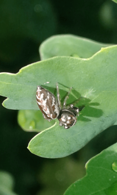 Salticidae: Icius sp.